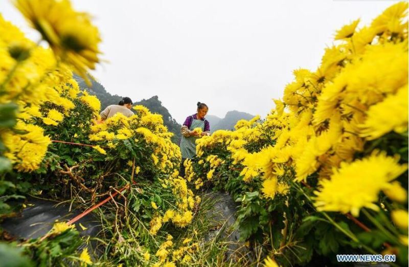 Chrysanthemum industry lifts locals out of poverty in Guizhou 