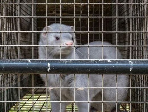 法国首次发现养殖水貂感染新冠病毒