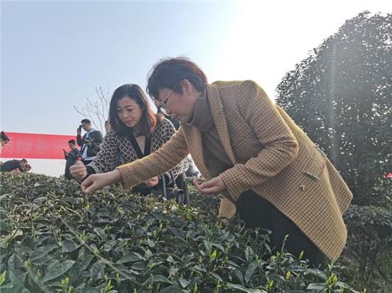 鹿鸣出好茶 第十四届中国·宜宾早茶节高山优质绿茶开采活动举行