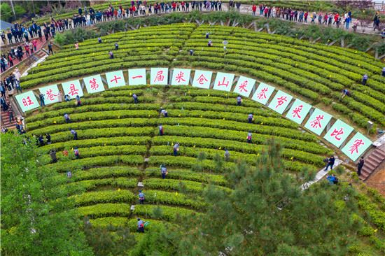 制茶高手齐聚“中国茶乡”四川旺苍“大比武”