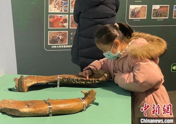 浙江杭州展出200余件古生物化石 再现百万年前场景