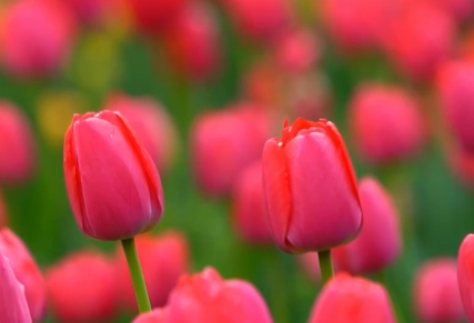 贵州龙里：9万株郁金香迎来最佳观赏季