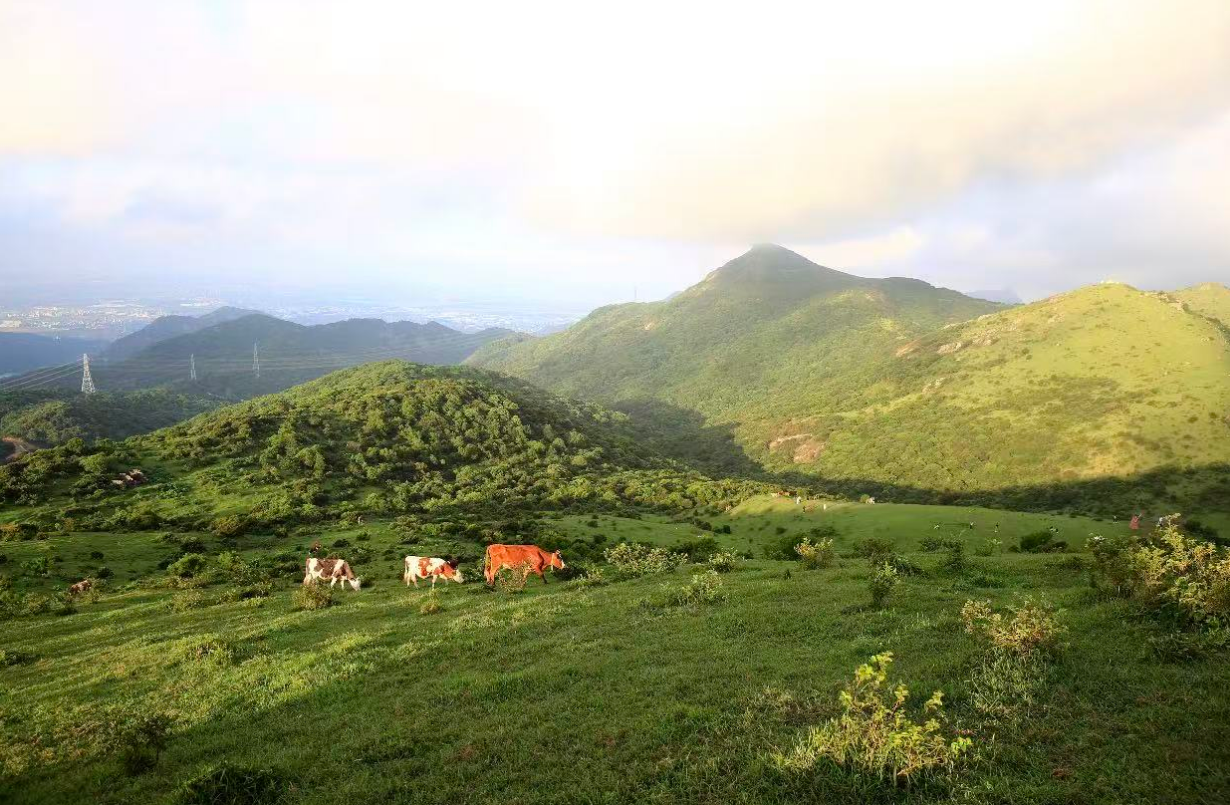 墨韵铸山韵 侨心连五洲——著名书画家孙磊院长为福建南岭大姆山文旅挥毫题字